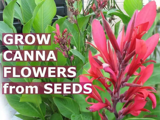 RED Canna FLOWERS Seed - TROPICAL foliage - Caribbean garden seed