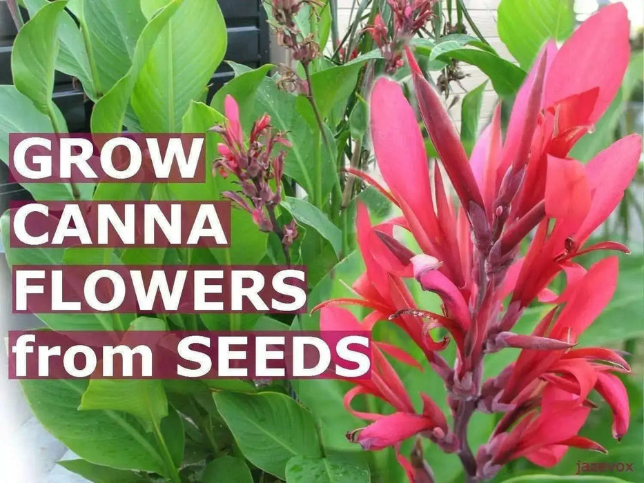 RED Canna FLOWERS Seed - TROPICAL foliage - Caribbean garden seed
