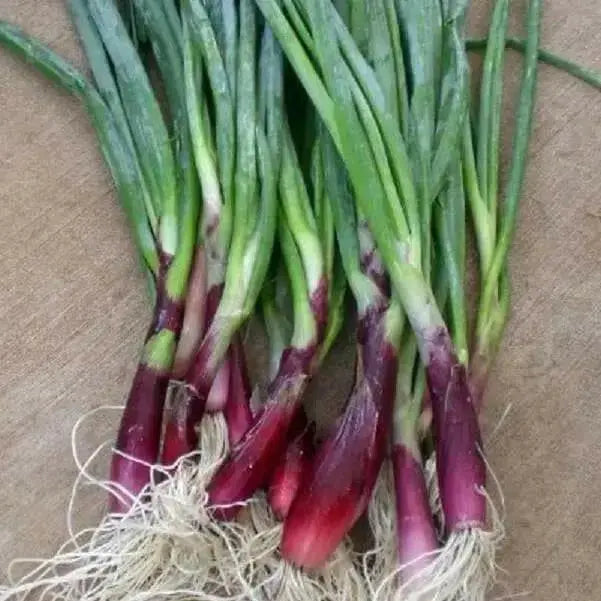 Red Candy Apple Hybrid Onion Plants - Caribbean garden seed