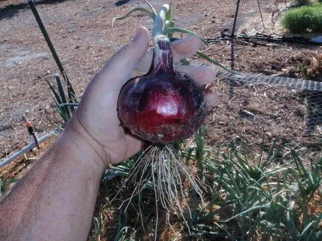 Red Candy Apple Hybrid Onion Plants - Caribbean garden seed