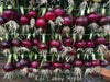 Red Candy Apple Hybrid Onion Plants - Caribbean garden seed