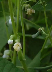 RED CALYPSO BEAN (,Bush,) Non-GMO SEEDS - Caribbean garden seed