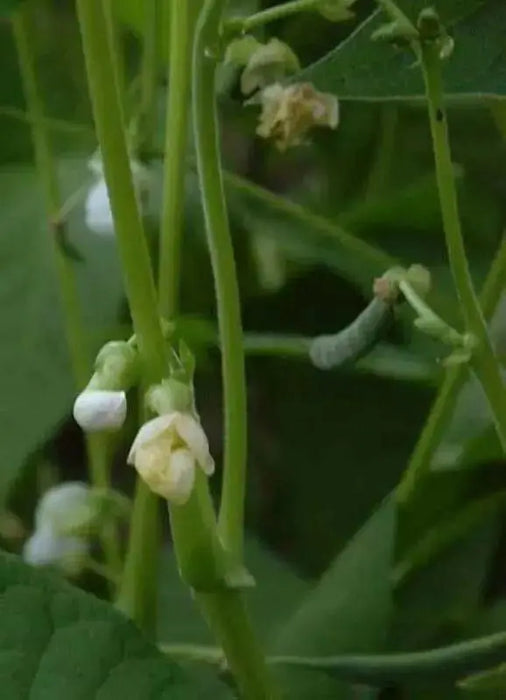 RED CALYPSO BEAN (,Bush,) Non-GMO SEEDS - Caribbean garden seed