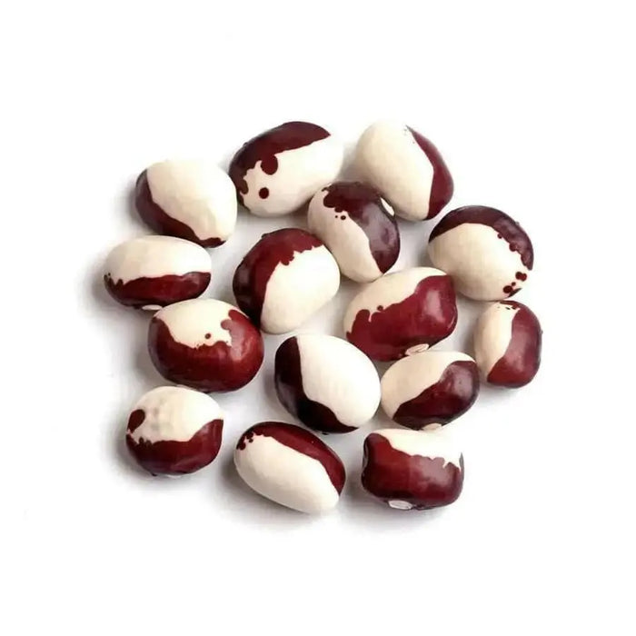 RED CALYPSO BEAN (,Bush,) Non-GMO SEEDS - Caribbean garden seed