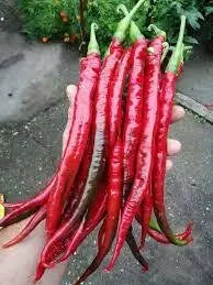 RED Cobra Pepper,Capsicum annuum, HOT, ornamental as well as an edible. - Caribbean garden seed