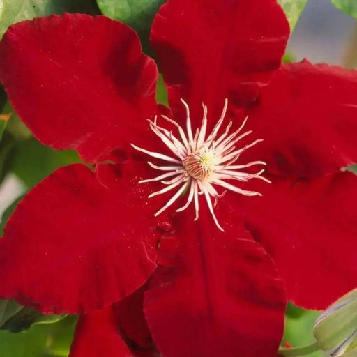 RED CLEMATIS  REBECCA , 2.5 ' POT STARTER PLANT, PERENNIAL VINE - Caribbean garden seed