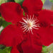 RED CLEMATIS  REBECCA , 2.5 ' POT STARTER PLANT, PERENNIAL VINE - Caribbean garden seed
