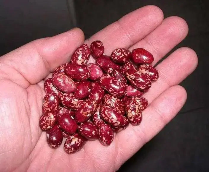 Red Cargamanto bean Aka frijol cargamanto rojo - Columbian Heirloom. - Caribbean garden seed