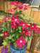 RED CLEMATIS  REBECCA , 2.5 ' POT STARTER PLANT, PERENNIAL VINE - Caribbean garden seed