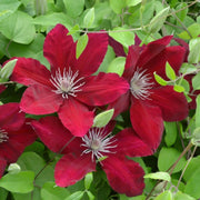 RED CLEMATIS  REBECCA , 2.5 ' POT STARTER PLANT, PERENNIAL VINE - Caribbean garden seed