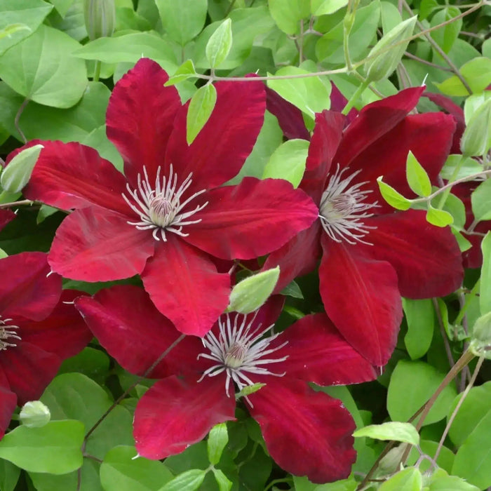 RED CLEMATIS  REBECCA , 2.5 ' POT STARTER PLANT, PERENNIAL VINE - Caribbean garden seed