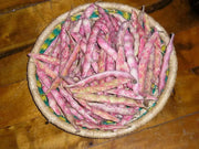 Red Cargamanto bean Aka frijol cargamanto rojo - Columbian Heirloom. - Caribbean garden seed