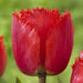 RED Fringed TULIP BULB, BARBADOES, fall planting bulbs - Caribbean garden seed