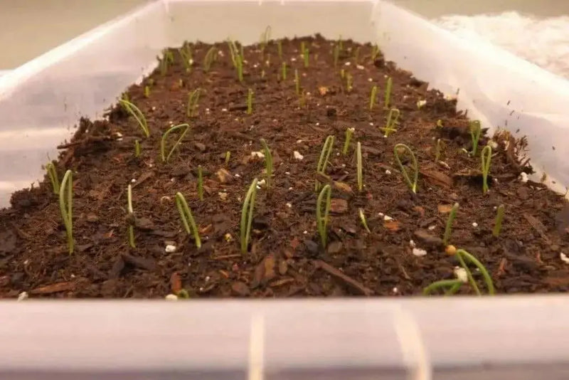 Red Burgundy Onion SEED, ANNUAN VEGETABLE - Caribbean garden seed
