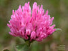 Red Clover Seeds,Cover Crop - ,Improve  Garden Soil, GroundCover - Caribbean garden seed