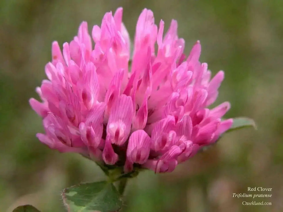 Red Clover Seeds,Cover Crop - ,Improve  Garden Soil, GroundCover - Caribbean garden seed