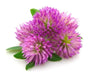 Red Clover Seeds,Cover Crop - ,Improve  Garden Soil, GroundCover - Caribbean garden seed