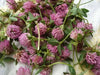Red Clover Seeds,Cover Crop - ,Improve  Garden Soil, GroundCover - Caribbean garden seed
