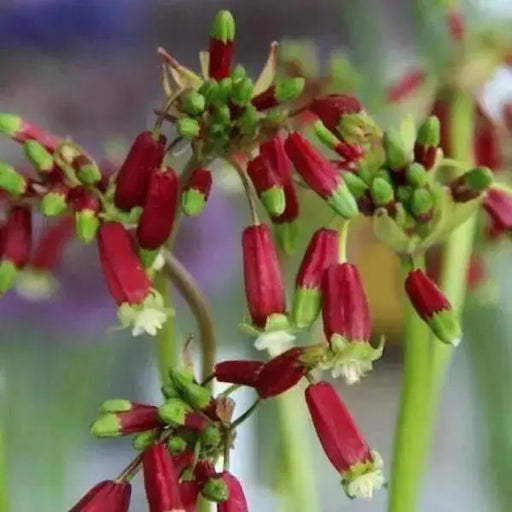 RED Firecracker Flower (BULBS) BLOOM SPRING - Caribbean garden seed