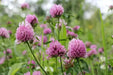 Red Clover Seeds,Cover Crop - ,Improve  Garden Soil, GroundCover - Caribbean garden seed