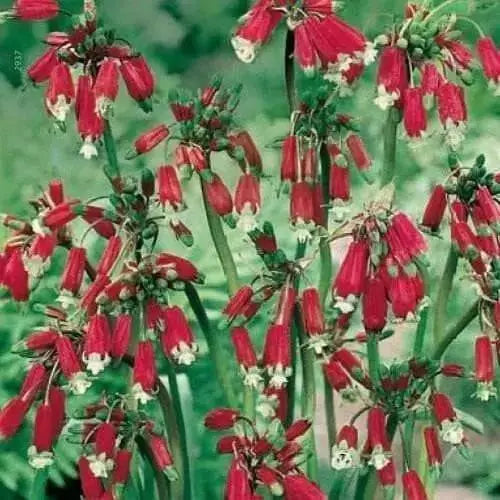 RED Firecracker Flower (BULBS) BLOOM SPRING - Caribbean garden seed