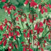 RED Firecracker Flower (BULBS) BLOOM SPRING - Caribbean garden seed