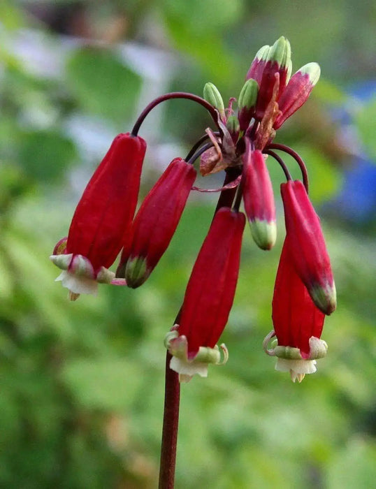 RED Firecracker Flower (BULBS) BLOOM SPRING - Caribbean garden seed