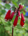 RED Firecracker Flower (BULBS) BLOOM SPRING - Caribbean garden seed