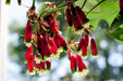 RED Firecracker Flower (BULBS) BLOOM SPRING - Caribbean garden seed