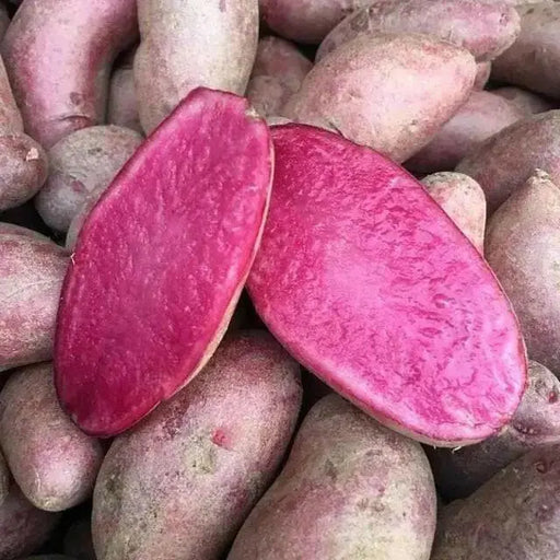 Red FINGERLING POTATO. Specialty Potato,AmaRosa - Caribbean garden seed