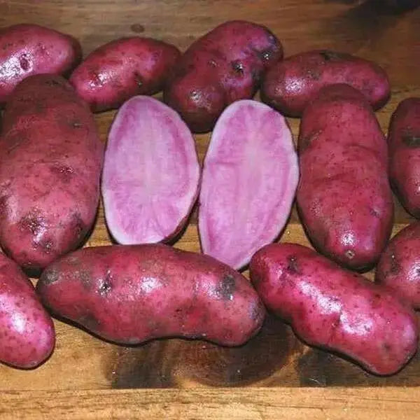 Red FINGERLING POTATO. Specialty Potato,AmaRosa - Caribbean garden seed