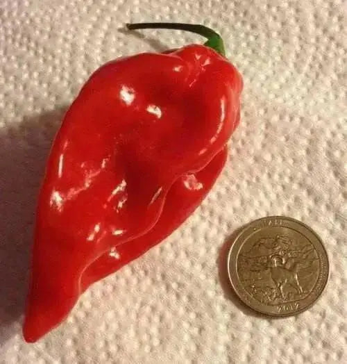 Red Fatalii  Chili ,Hot Pepper Seed,( Capsicum chinense) - Caribbean garden seed
