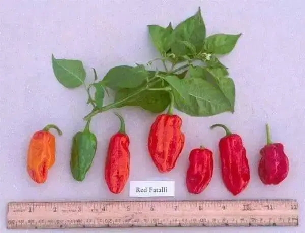Red Fatalii  Chili ,Hot Pepper Seed,( Capsicum chinense) - Caribbean garden seed