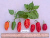 Red Fatalii  Chili ,Hot Pepper Seed,( Capsicum chinense) - Caribbean garden seed