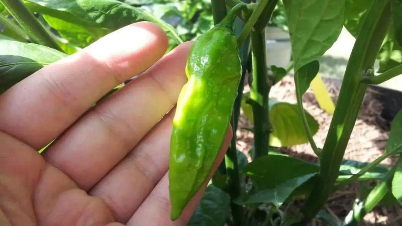 Red Fatalii  Chili ,Hot Pepper Seed,( Capsicum chinense) - Caribbean garden seed