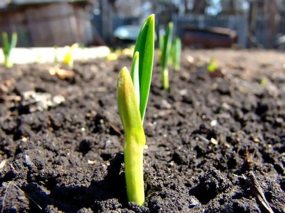 Red Candy Apple Onion Plants-Asian Vegetable,short- and long-day - Caribbean garden seed