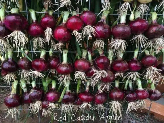Red Candy Apple Onion Plants-Asian Vegetable,short- and long-day - Caribbean garden seed