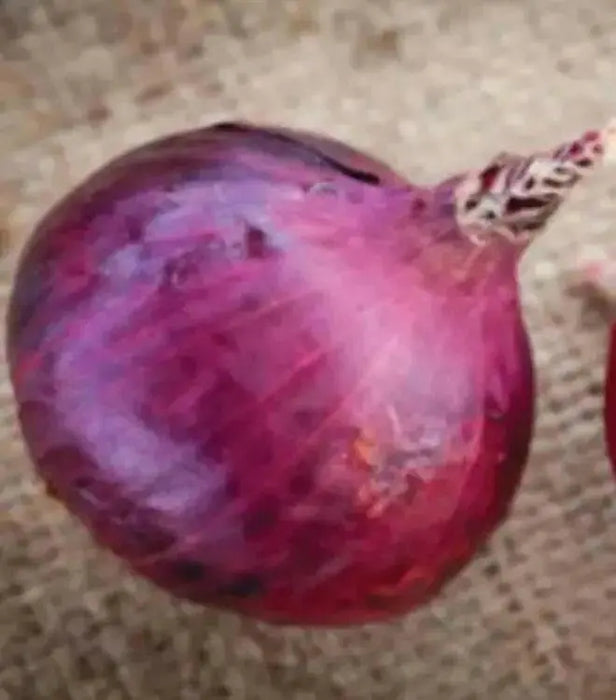 Red Candy Apple Onion Plants-Asian Vegetable,short- and long-day - Caribbean garden seed