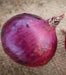 Red Candy Apple Onion Plants-Asian Vegetable,short- and long-day - Caribbean garden seed