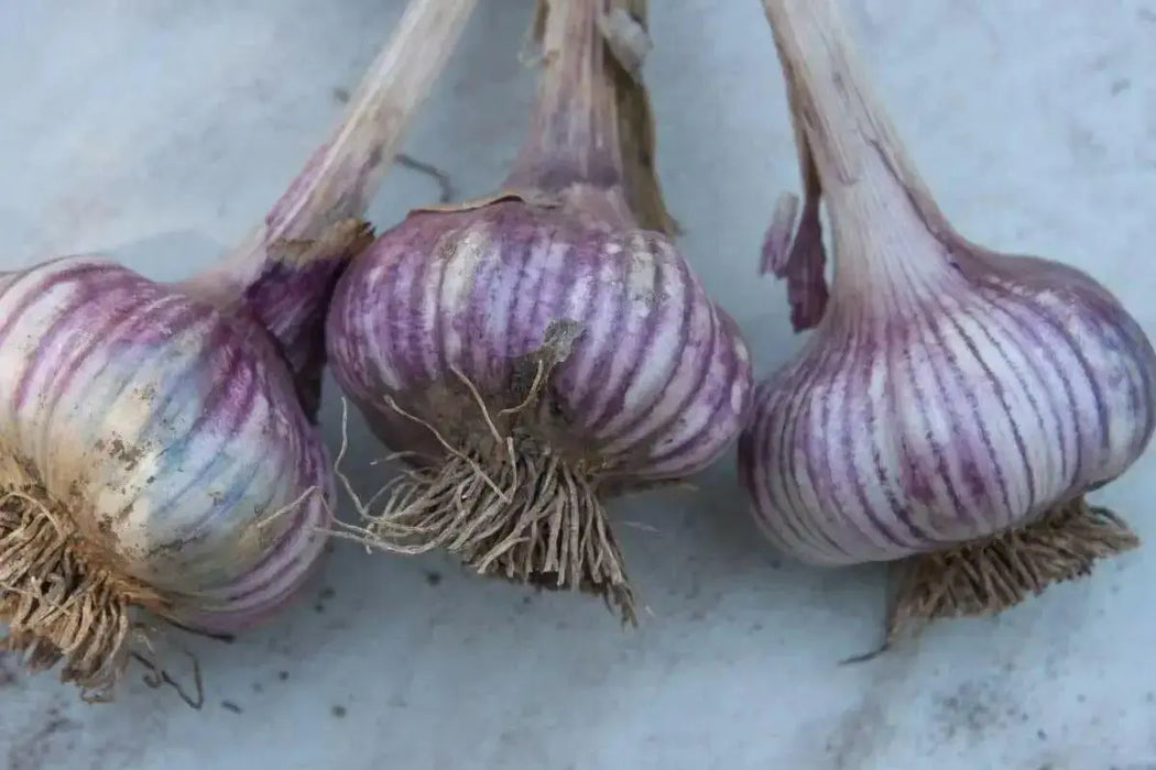 Red GARLIC BULBS (Hard-neck ) GARDEN VEGETABLE - Caribbean garden seed