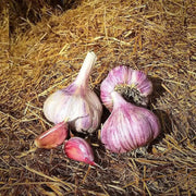 Red GARLIC BULBS (Hard-neck ) GARDEN VEGETABLE - Caribbean garden seed