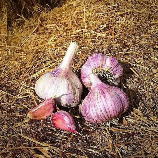 Red GARLIC BULBS (Hard-neck ) GARDEN VEGETABLE - Caribbean garden seed