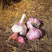 Red GARLIC BULBS (Hard-neck ) GARDEN VEGETABLE - Caribbean garden seed