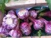 Red GARLIC BULBS (Hard-neck ) GARDEN VEGETABLE - Caribbean garden seed