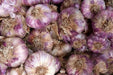 Red GARLIC BULBS (Hard-neck ) GARDEN VEGETABLE - Caribbean garden seed