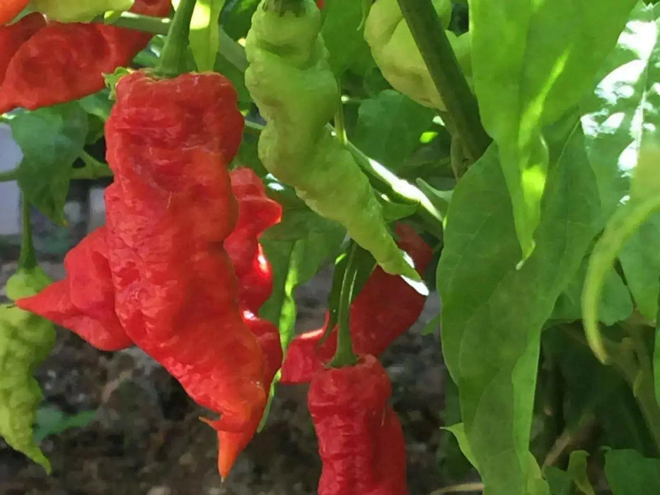 Red Ghost PEPPER SEEDS ,Verry Hot, Capsicum chinense - Caribbean garden seed