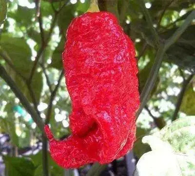 Red Ghost PEPPER SEEDS ,Verry Hot, Capsicum chinense - Caribbean garden seed