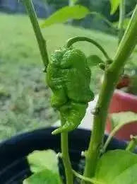 Red Ghost PEPPER SEEDS ,Verry Hot, Capsicum chinense - Caribbean garden seed