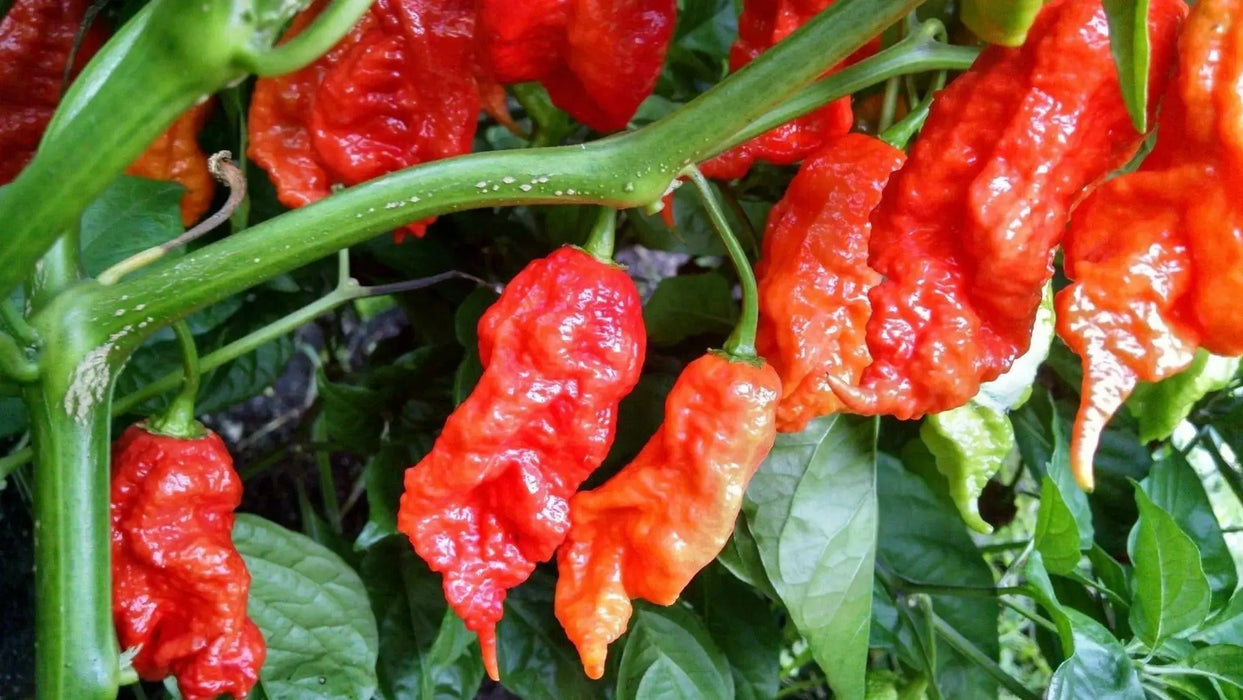 Red Ghost PEPPER SEEDS ,Verry Hot, Capsicum chinense - Caribbean garden seed