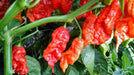 Red Ghost PEPPER SEEDS ,Verry Hot, Capsicum chinense - Caribbean garden seed